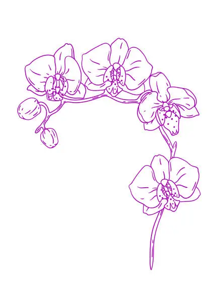 Vector illustration of Illustration of orchid flower. Beautiful decorative plant.