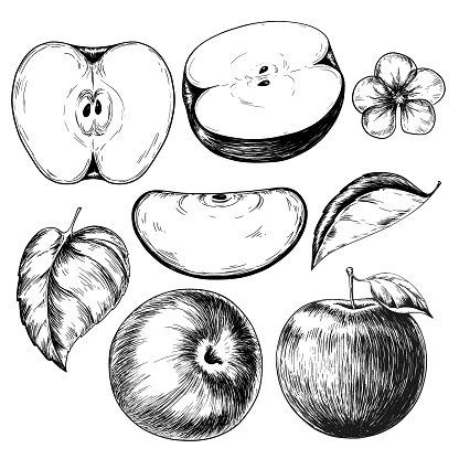 Apple set vintage vector sketch illustration