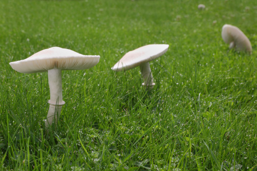 White mushrooms grow on a lawn after a rain.