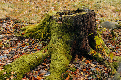 The roots of a perennial tree covered with green moss autumn leaves