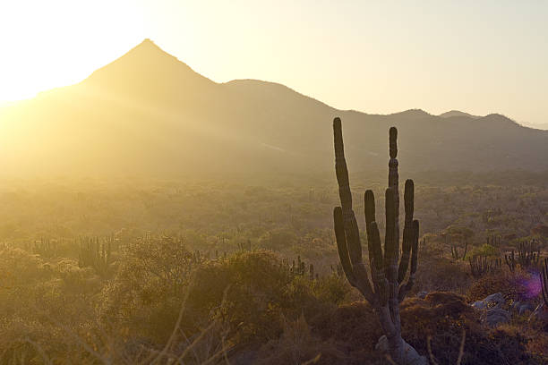 Landscape of the desert, cactus and mountains in Mexico. stock photo