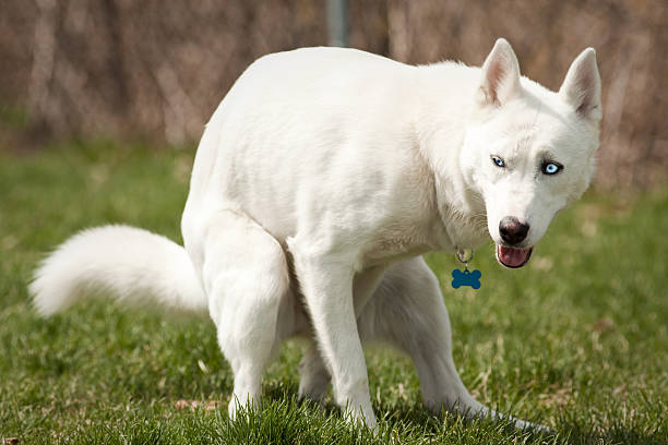 Husky with pooping in a dog park stock photo