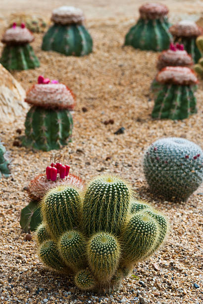 istock Cactus in greenhouses. 181633870