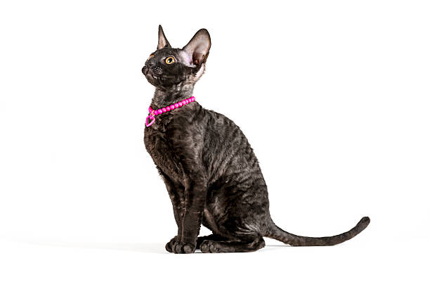 istock Side view of black, 2 months old Cornish Rex kitten 181633923