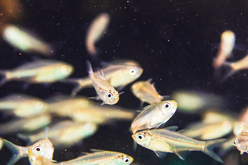 Tiny school of Ambassidae fish, close up.