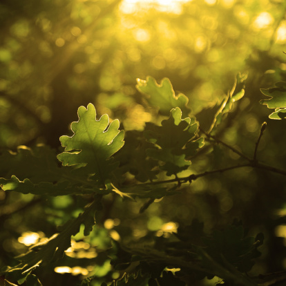 Oak leaves on a tree backlit  from the sun.