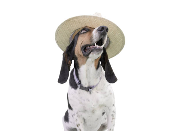 istock Funny dog pose wearing a hat isolated on white. 1816353999