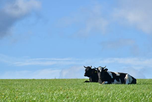 istock Two cows on a meadow in the Eifel mountains, Germany 1816355070