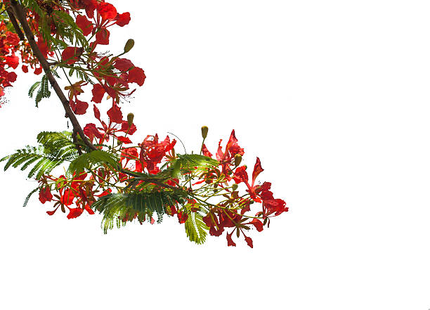 istock Flame Tree or Royal Poinciana   on white background 181635911