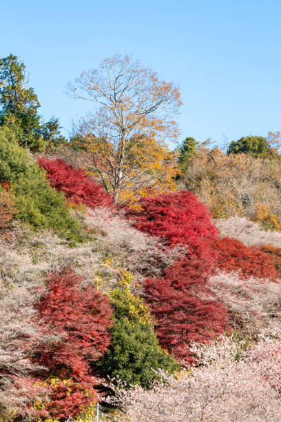 istock Four-seasons cherry and autumn leaves (senmi Shikisakura no Sato, Toyota City, Aichi Prefecture) 1816364092