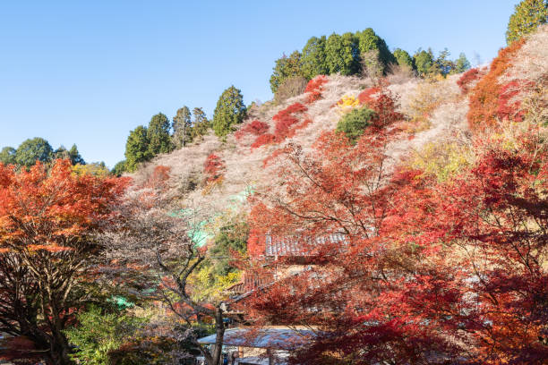 istock Four-seasons cherry and autumn leaves (senmi Shikisakura no Sato, Toyota City, Aichi Prefecture) 1816364099