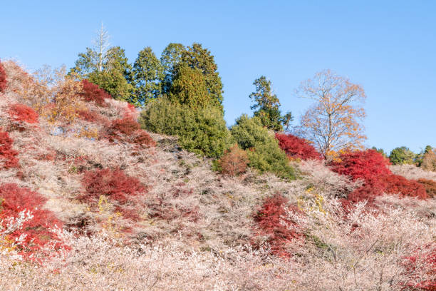 istock Four-seasons cherry and autumn leaves (senmi Shikisakura no Sato, Toyota City, Aichi Prefecture) 1816364641