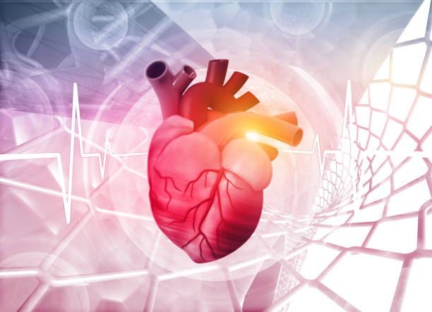 istock Human heart anatomy on scientific background 1816365738