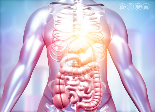 Anatomy of female digestive system,Human digestive system