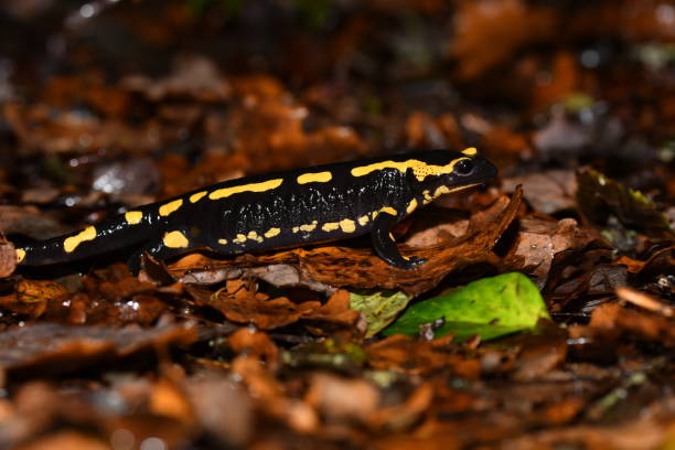 istock Spotted Salamander, Salamandra salamandra 1816375936