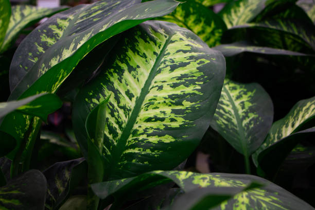 istock Close up view of Dumb cane plant (Dieffenbachia seguine - Araceae) background. 1816378038