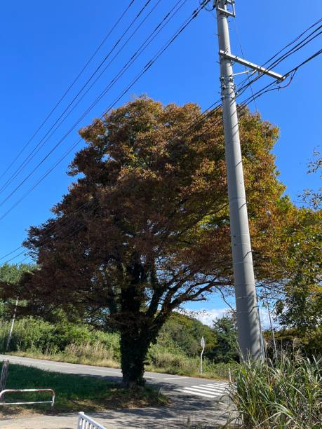 istock The big tree by the road 1816383941