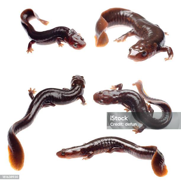 Salamandra Tritón Foto de stock y más banco de imágenes de Anfibio - Anfibio, Animal, Cuadrado - Composición