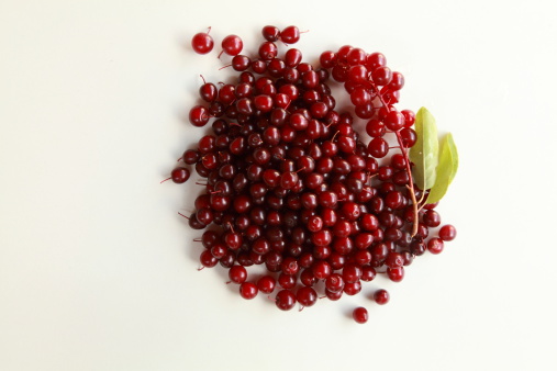 Wild Chokecherry fruit on a white background. Chokecherries were a very important part of the diet of Native Americans. It is the official fruit of the state of North Dakota.
