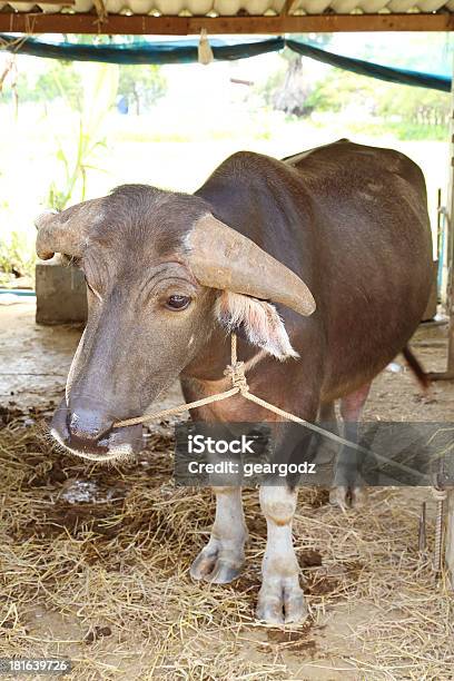 Foto de Búfalo Em Estábulos e mais fotos de stock de Abrigo de Jardim - Abrigo de Jardim, Agricultura, Animal