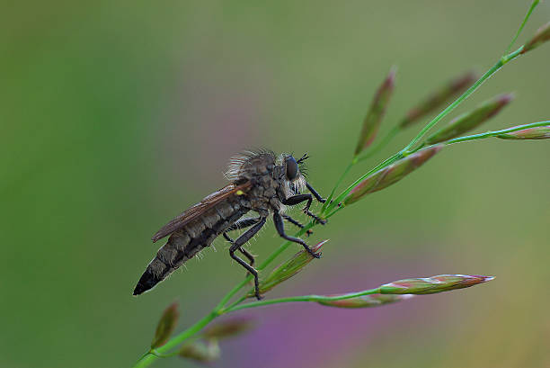 Interesting insect stock photo