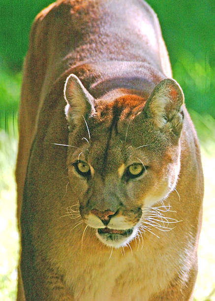 southern panther - babcock state park zdjęcia i obrazy z banku zdjęć