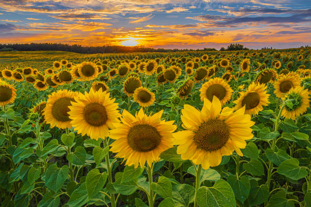 istock Sunset over a field of sunflowers 1816401484