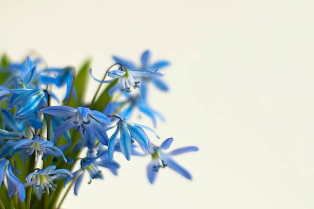 istock Blue spring bluebell flowers, white background. 181640233