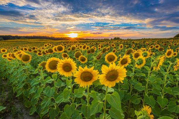 istock Field with flowers in the evening 1816402526