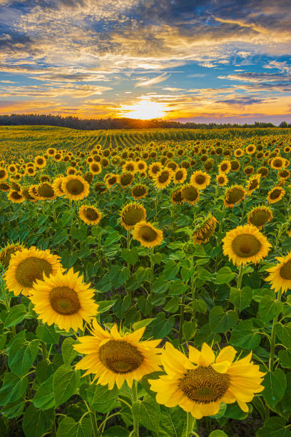 istock Field with sunflowers in the evening 1816402528