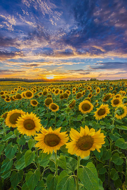 istock Sunset in summer with blooming sunflowers 1816405729