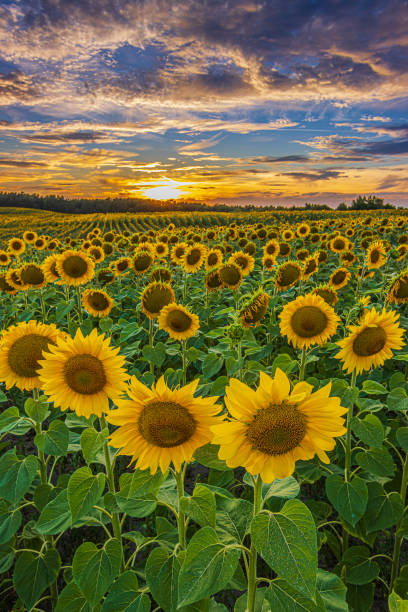 istock Summer mood with blooming sunflowers 1816405732