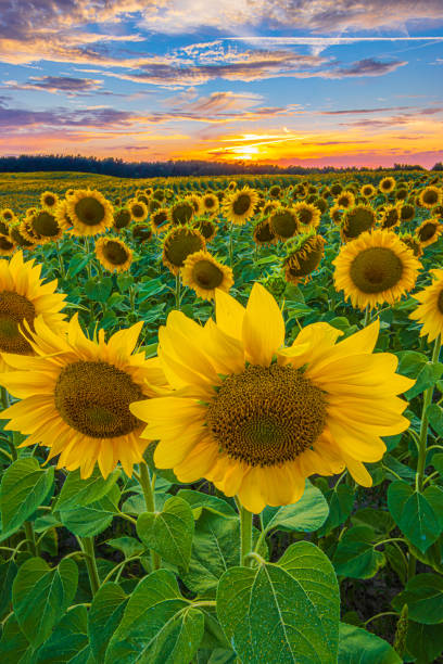 istock Sunflowers in bloom in the evening 1816408967