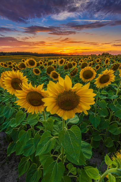 istock Summer landscape with yellow sunflowers 1816410037