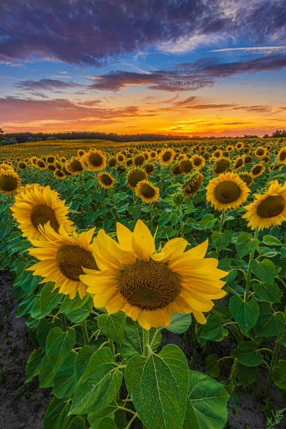 istock Sunset over a landscape with yellow sunflowers 1816410465