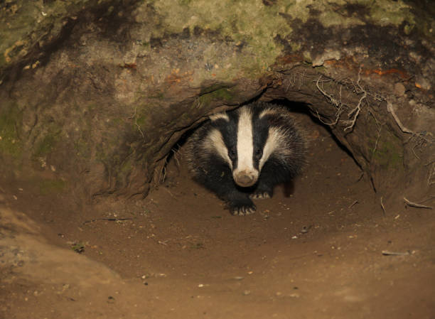 istock Badger, Scientific name: Meles meles.  Young badger cub emerging from the badger sett with D shaped entrance hole in springtime.  Facing front 1816414388
