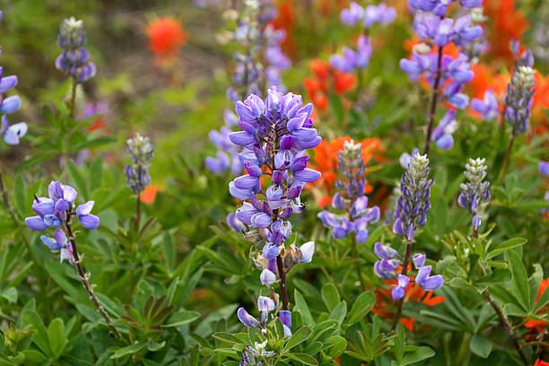 istock Wildflowers in the USA 181641453