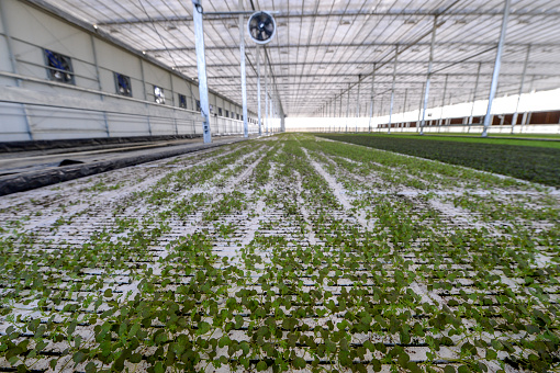 interior view of very large hydroponic farm growing vegetables