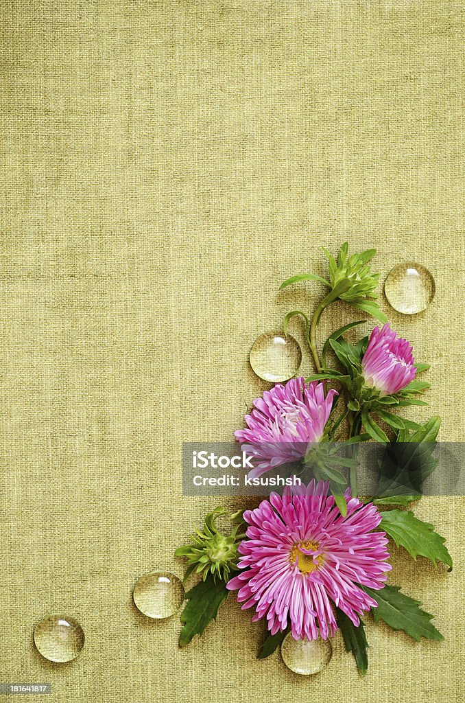 Pink asters composition Pink asters composition on green canvas background Arrangement Stock Photo