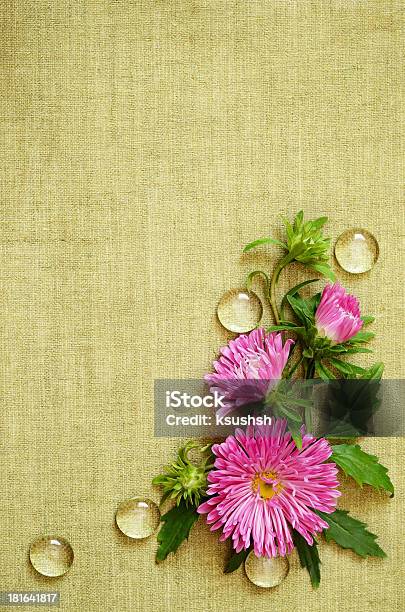 Pink Asters Composition Stock Photo - Download Image Now - Arrangement, Aster, At The Edge Of