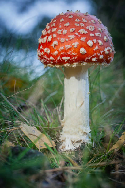 istock Close-up of fly agaric mushroom in a forest 1816422864