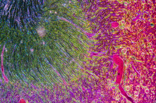 Microscópicos la sección de tejido renal photo