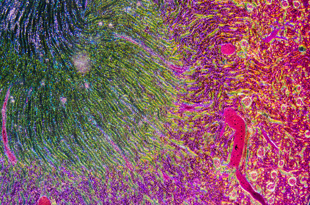 microscopique section de rein tissus en profondeur - magnified image photos et images de collection