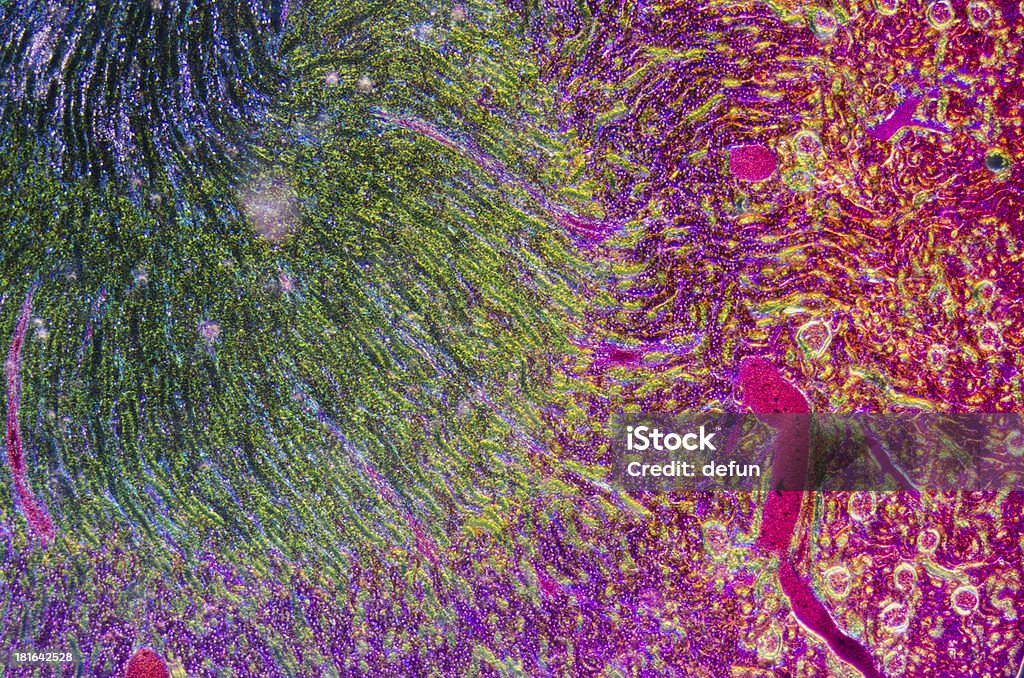 顕微鏡キドニーの組織のセク�ション - 顕微鏡のロイヤリティフリーストックフォト