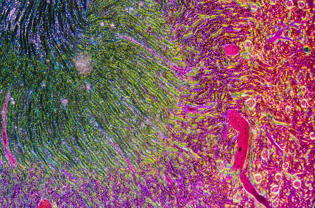 Cтоковое фото Микроскопическое раздел почечной ткани