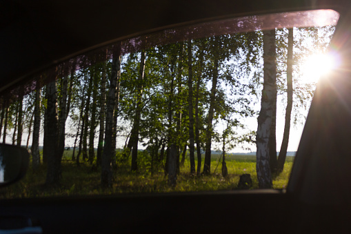 View on the forest from a car window