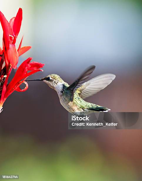 Kolibri Und Cana Lily Stockfoto und mehr Bilder von Kolibri - Kolibri, Lilien, Füttern