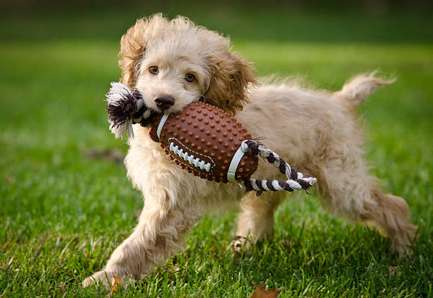 2-3 month old cockapoo playing in the grass with a dog toy.
