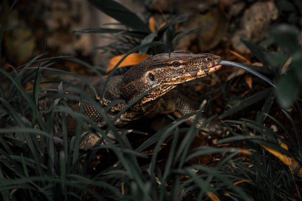 Bearded Agama lizard - Pogona vitticeps in a terrarium while feeding a cockroach