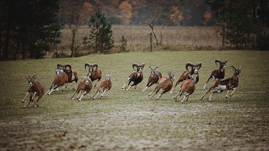 A group of white-tailed deer running across a lush green grassy meadow.
